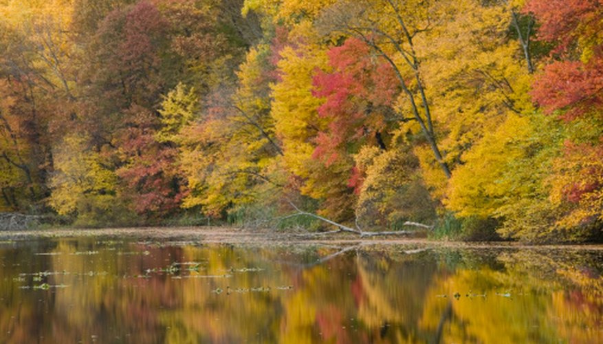 Ecosystem of Ponds for Kids | Sciencing