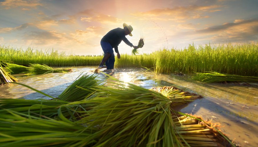 Similarities of City Life & Farm Life