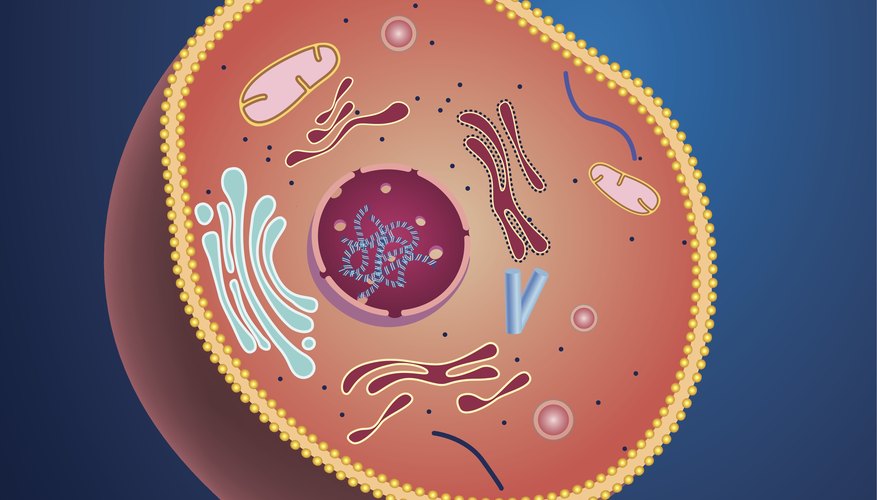 Ribosomes Definition Function Structure Eukaryotes Prokaryotes 