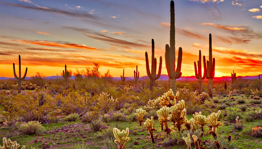 Types of Environmental Ecosystems | Sciencing