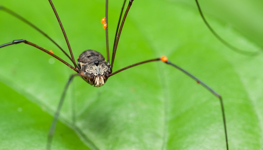 Common House Spider - Spiders in Sutton Massachusetts