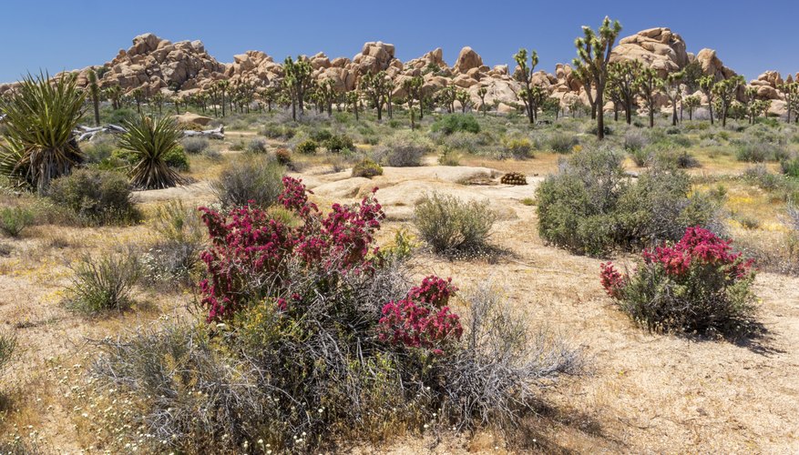 What Are Some Ceremonies that the Mojave Tribe Perform?
