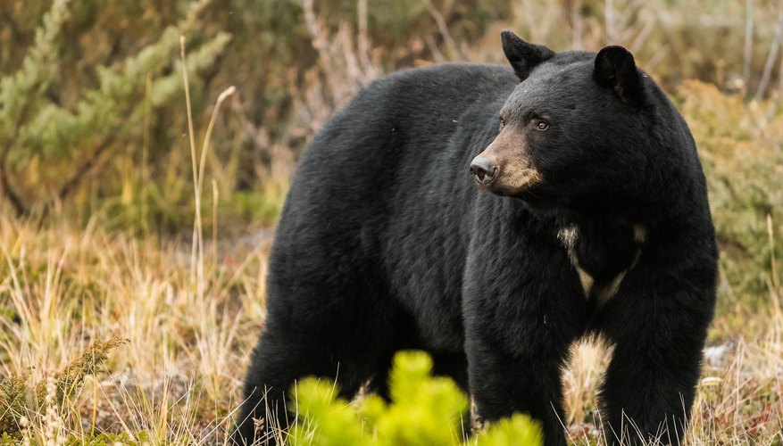 Animals In The Temperate Rainforest Biome Sciencing