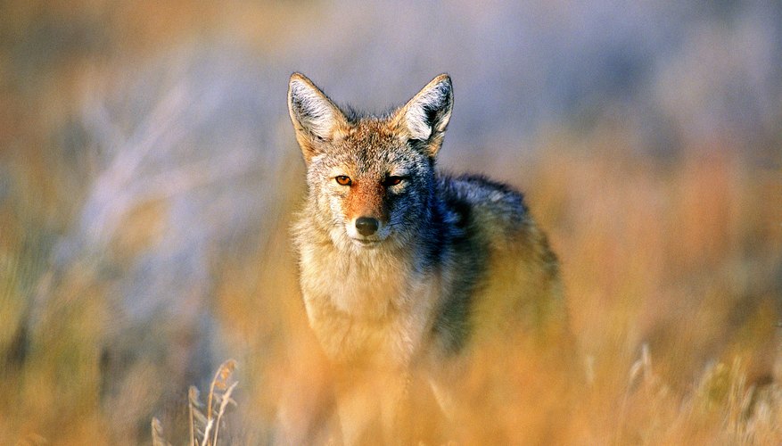 What Types of Carnivores Are in California? | Sciencing