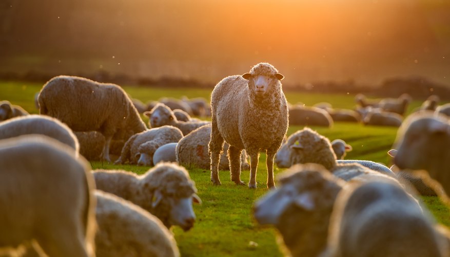 The Disadvantages of Animals Living in Groups | Sciencing
