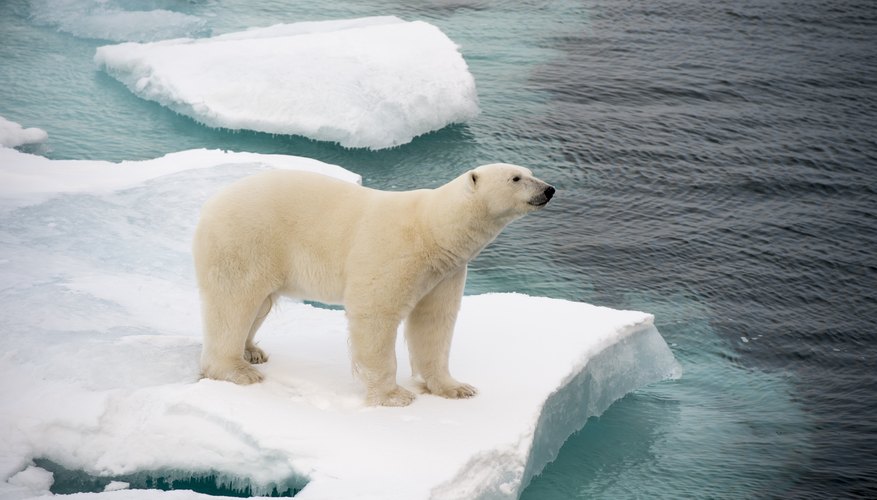 How Does Climate Change Affect Biodiversity? | Sciencing