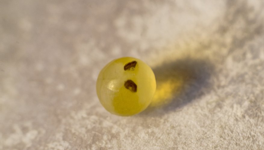 Advantages & Disadvantages of External Fertilization | Sciencing