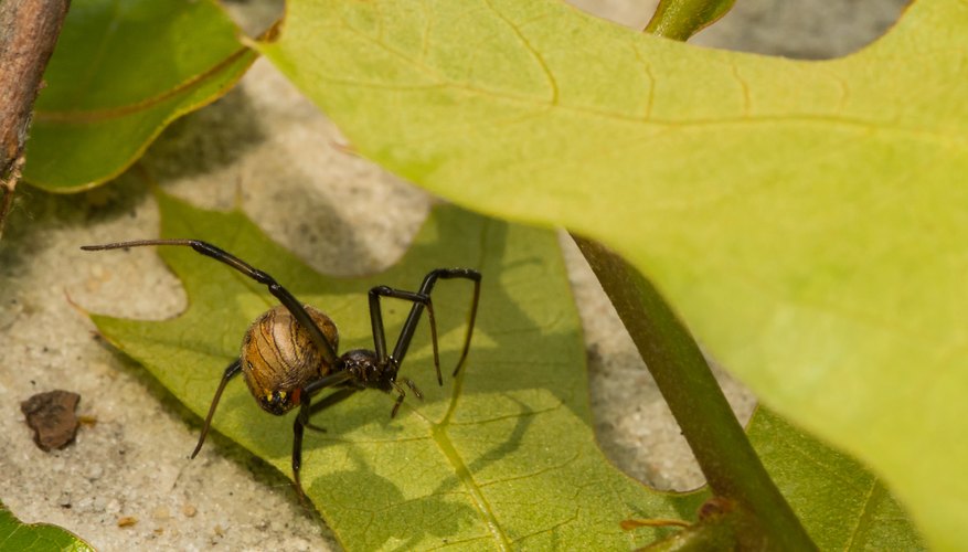 How To Identify Brown Spiders | Sciencing