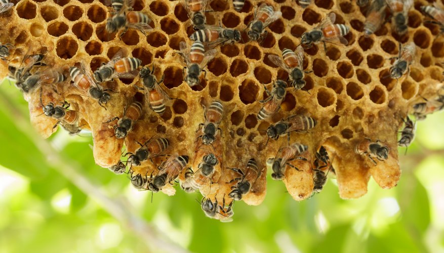 what-bees-make-nests-in-trees-sciencing