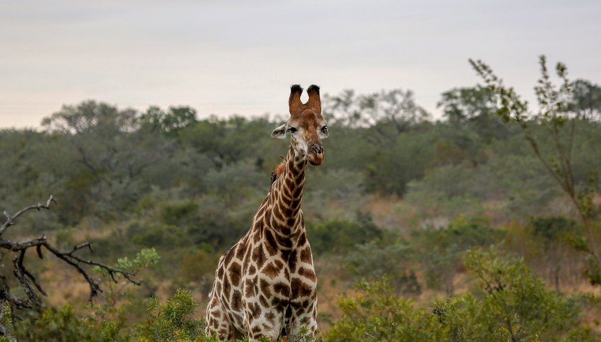 Information on Giraffe Eyes | Sciencing