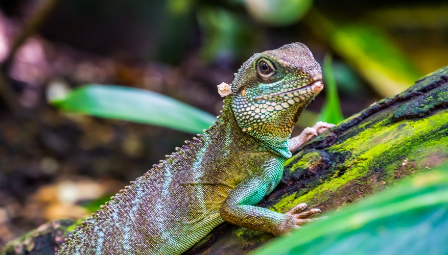 What Is the Difference Between a Newt & a Lizard? | Sciencing