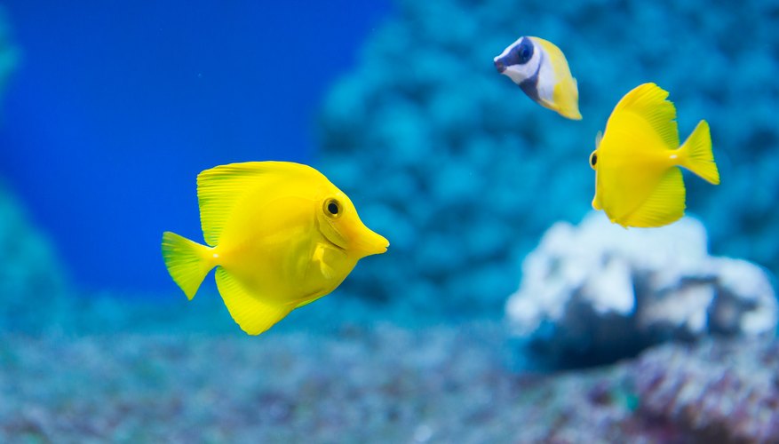 5 Characteristics That All Fish Have in Common, fishes 