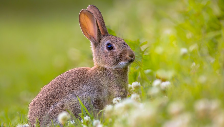 living nature rabbit