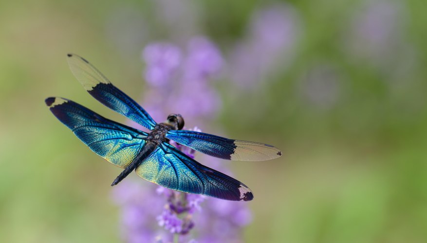 Life Cycle of a Dragonfly Sciencing