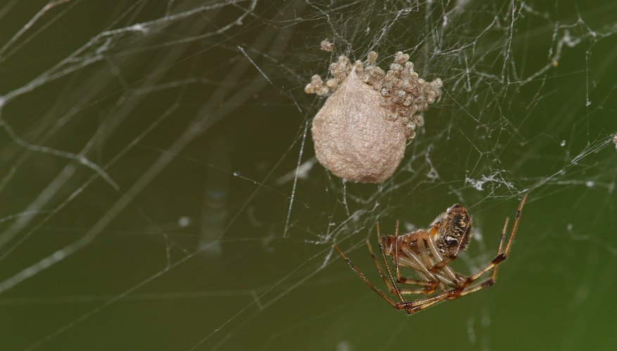 how-many-eggs-can-a-house-spider-lay-sciencing