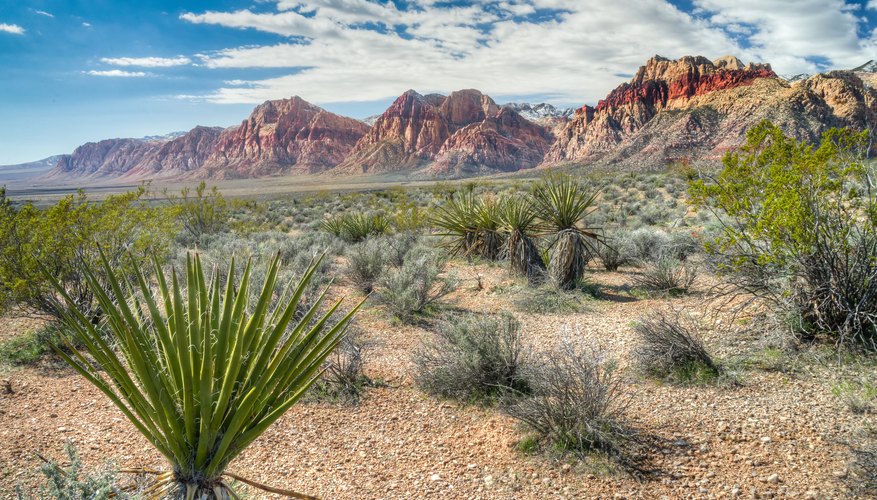 How Do Desert Plants Adapt to Their Environment? | Sciencing