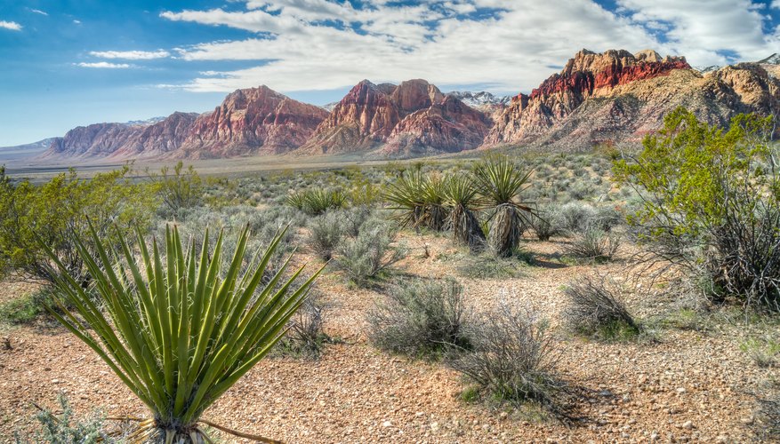 how-do-desert-plants-adapt-to-their-environment-sciencing