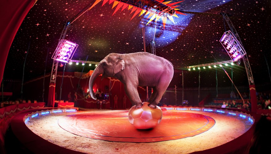 Pros & Cons of the Circus Animals
