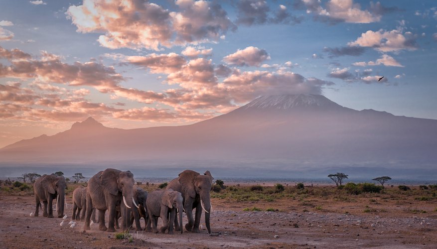 What Kind of Habitat Do Elephants Live in? | Sciencing