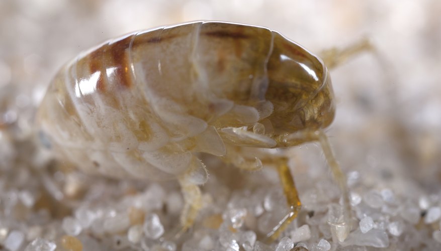 Sand fleas have ability to change color in order to match dramatically  different backgrounds