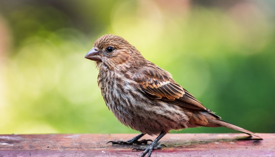 List of California Wild Finches | Sciencing