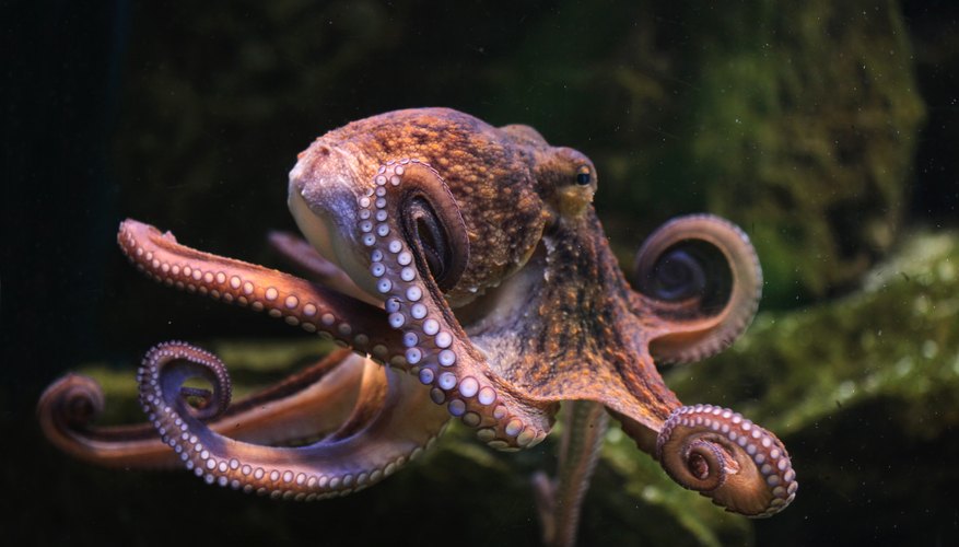 How Does an Octopus Breathe? | Sciencing