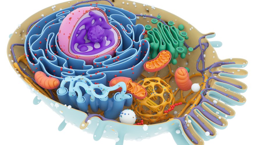 Cell Structure Definitions | Sciencing