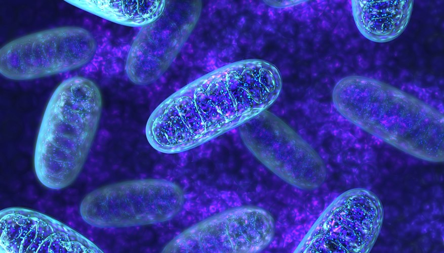 Do All Cells Have Mitochondria? Sciencing