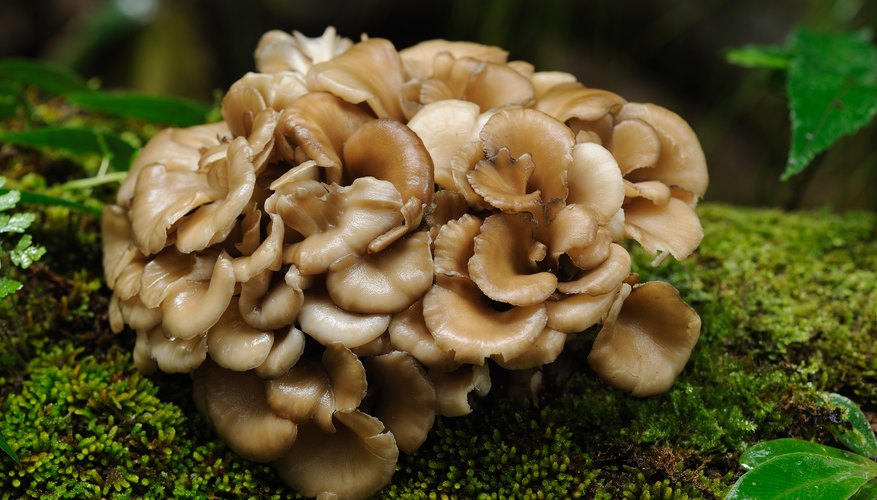 maitake jamur hongo kanker medicinal sejarah lawankanker frondosa grifola manfaatnya paru