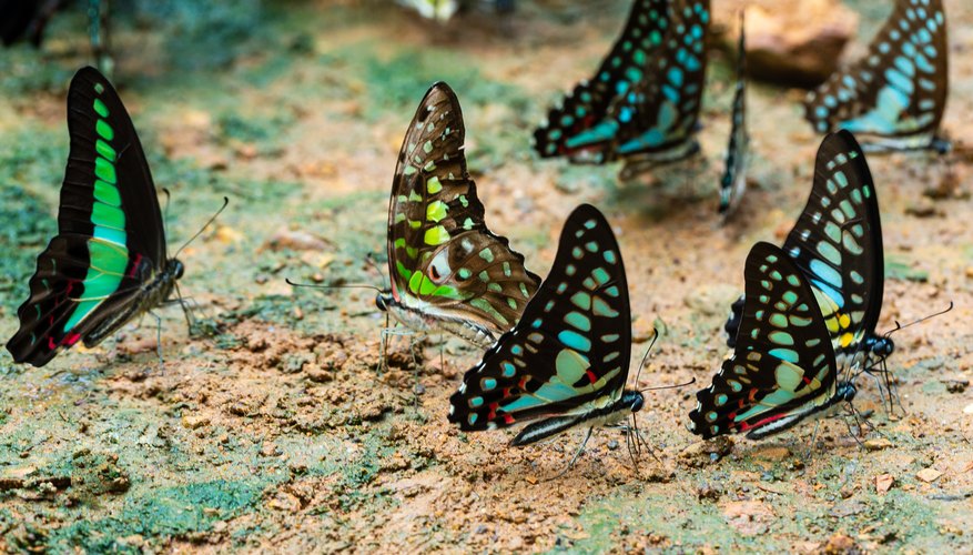 What Are the Structural Adaptations of a Butterfly? | Sciencing