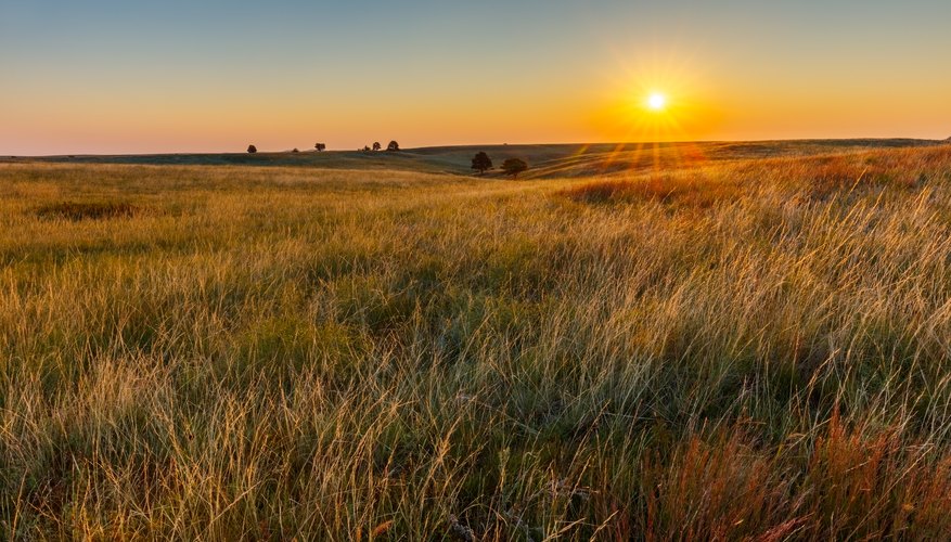 Animals in the Savanna Grassland | Sciencing