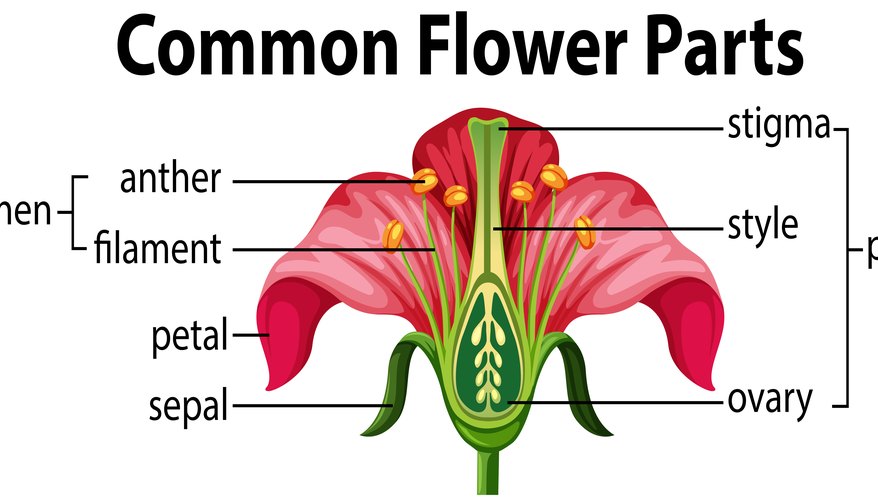 Diagram of the Parts of a Flower Sciencing