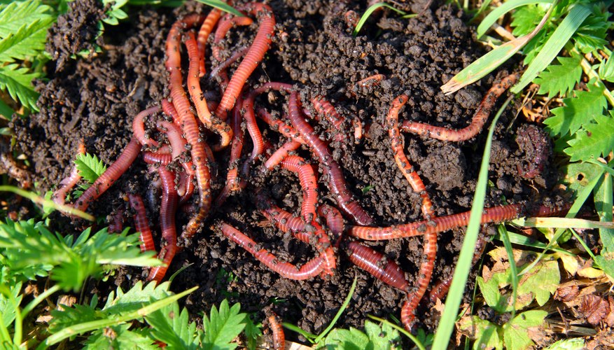 The Habitat of Red Worms