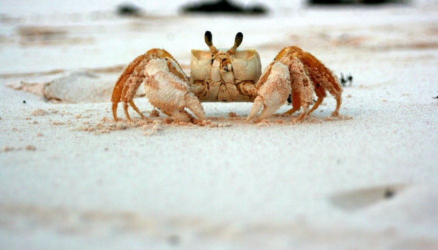 How to Feed Sand Crabs | Sciencing