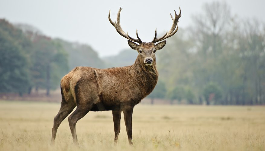 animals-found-in-the-humid-continental-sciencing