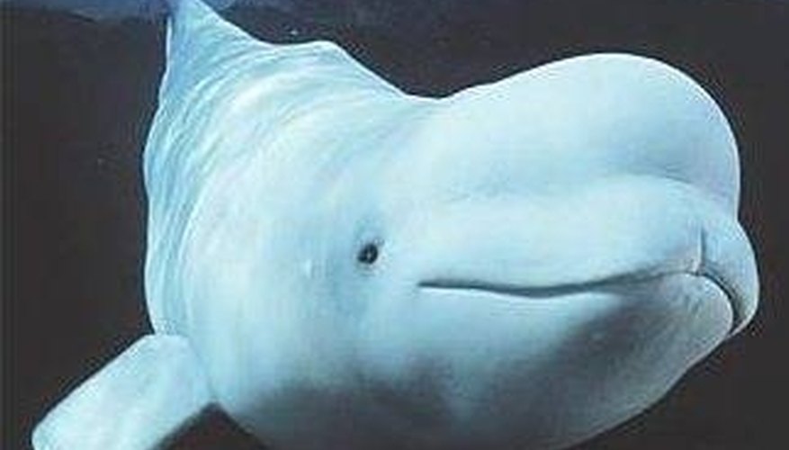 How Do Belugas Protect Themselves