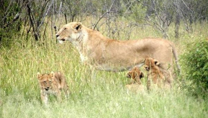How Do Lions Give Birth? | Sciencing