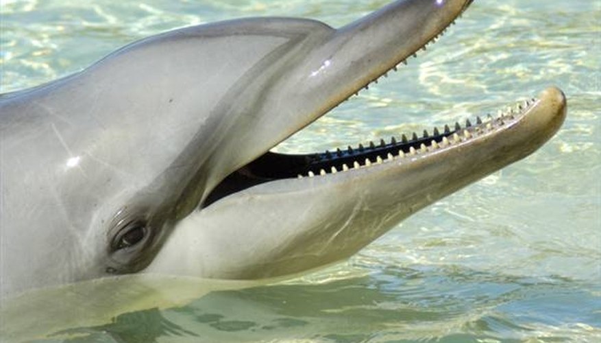 How Do Dolphins Hear? | Sciencing