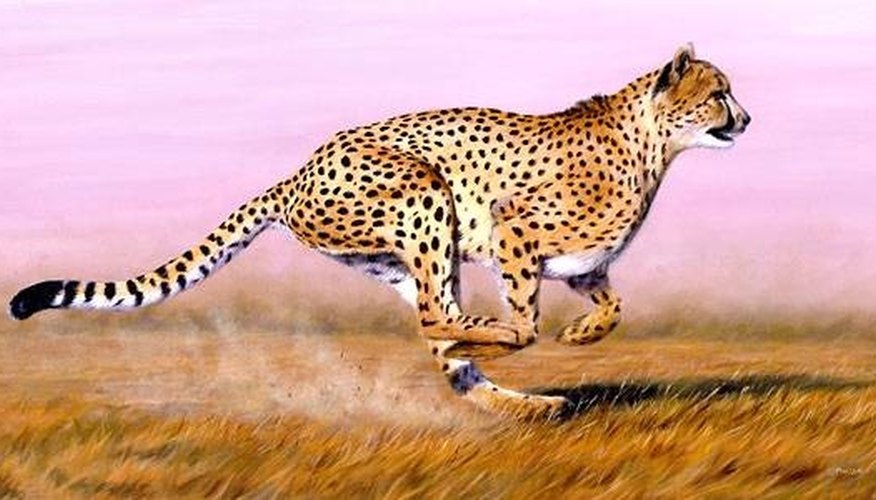 How Fast Does a Cheetah Run? | Sciencing