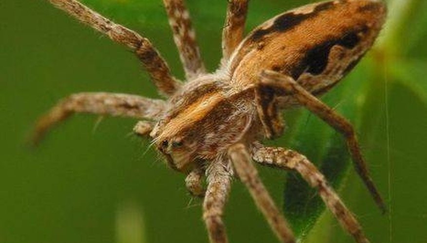 How to Identify Spiders in Connecticut Sciencing