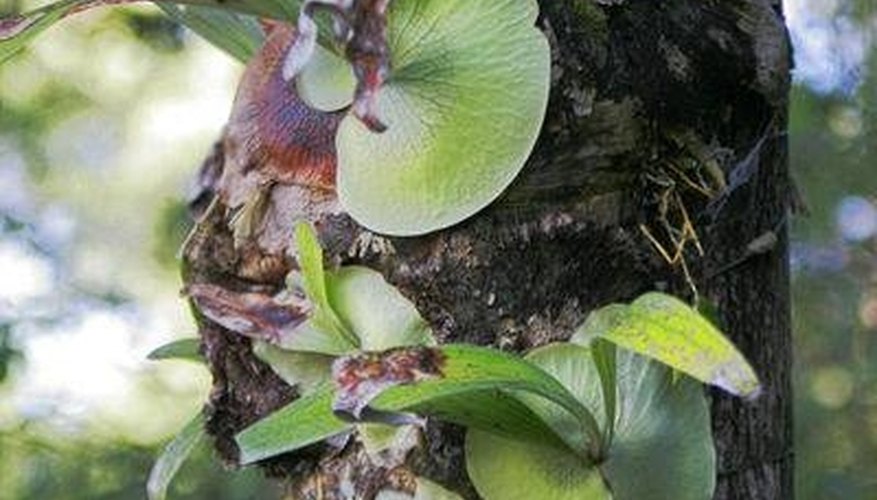 About Staghorn Ferns