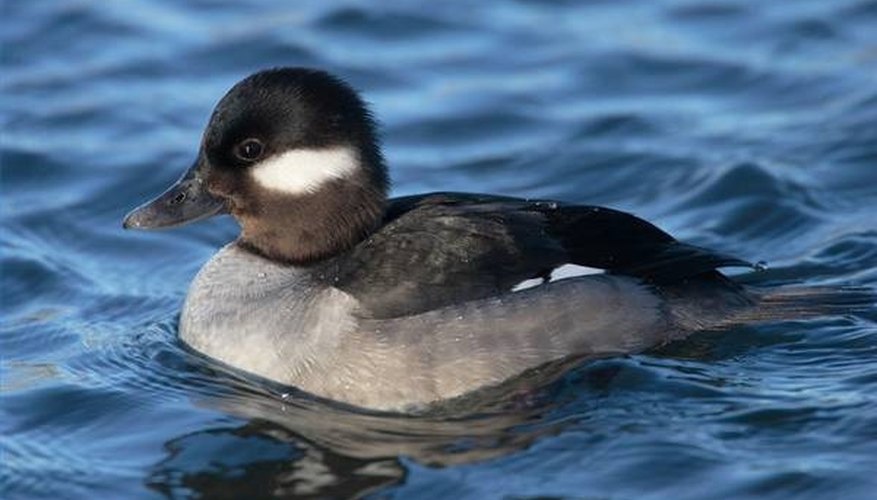 how-does-a-duck-fly-sciencing