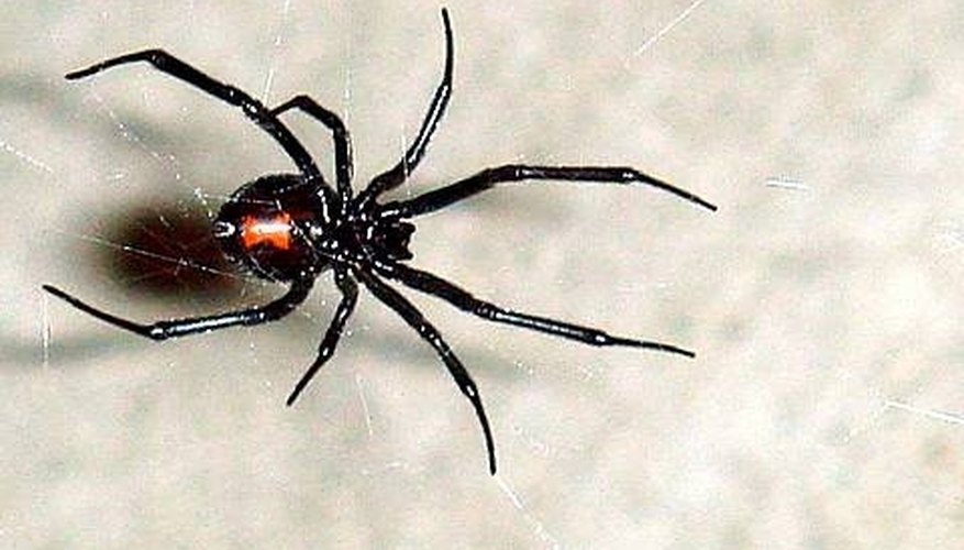 different types of poisonous spiders