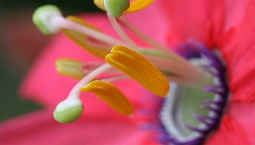 What Is Function of the Pistil in Flowers? | Sciencing