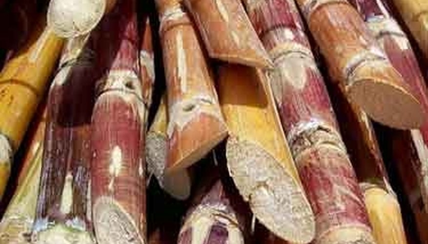 What is Sugar Cane? | Sciencing