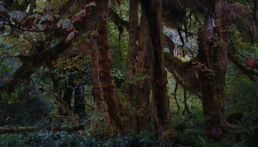 Difference Between an Open Closed Canopy Sciencing