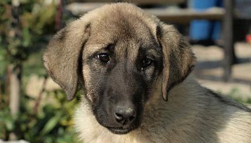 Dogs learn the language of their owners.