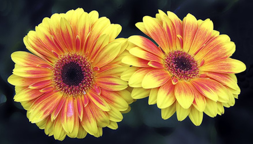 Lessons designed using Bloom's Taxonomy can help students blossom.