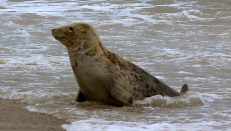 What Animals Eat Seals? | Sciencing