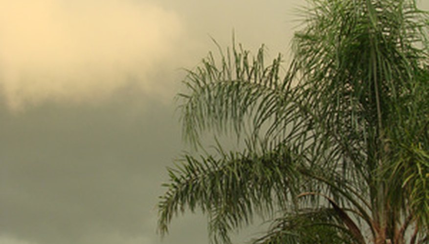 South Florida has a subtropical environment.
